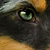 photos/0-animals/16030.jpg's thumbnail