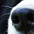 photos/0-animals/16111.jpg's thumbnail
