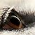 photos/0-animals/16151.jpg's thumbnail