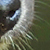 photos/0-animals/16153.jpg's thumbnail