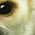photos/0-animals/16157.jpg's thumbnail