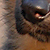 photos/0-animals/16159.jpg's thumbnail