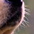 photos/0-animals/16177.jpg's thumbnail