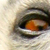 photos/0-animals/17057.jpg's thumbnail