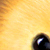 photos/0-animals/17555.jpg's thumbnail